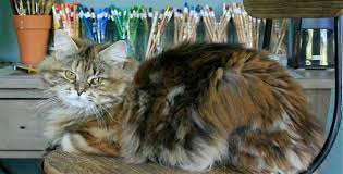 Siberians have been around for at least a millenium. Welcome To Deedlebugs A Breeder Of Siberian Cats And Siberian Kittens
