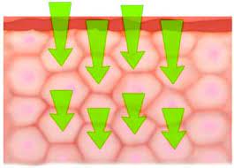 Skin Exposures And Effects Niosh Cdc