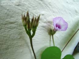 Image result for Ipomoea sinensis