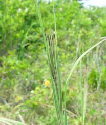 Image result for Andropogon festuciformis