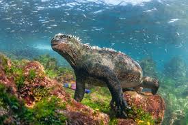 The galápagos islands, part of the republic of ecuador, are an archipelago of volcanic islands distributed on either side of the equator in the pacific ocean surrounding the centre of the western. The Waters Of The Galapagos Islands Are Being Invaded By Alien Species New Scientist