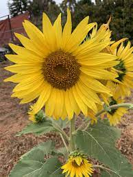 My One And Only Sunflower Sunflower Plants My One And Only