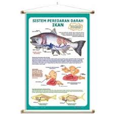 Sinus venosus adalah struktur penghubung berupa rongga yang menerima darah dari vena dan terbuka di ruang depan jantung Siplah Blibli Belanja Online Keperluan Sekolah No 1 Di Indonesia