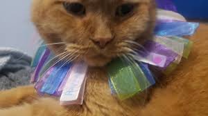 Easter Ribbon Cat Collar