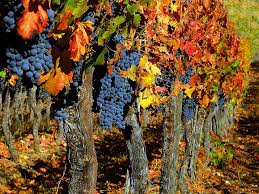 Affordable and search from millions of royalty free images, photos and vectors. Grape Fruit Tree Hd Wallpapers Free Download Wallpaperbetter