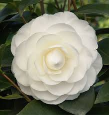 Camellias Monrovia Perfect Plants Camellia Flower Plants