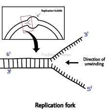 نتیجه جستجوی لغت [replication] در گوگل