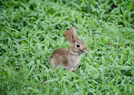 Put the recipes to use in the garden, on the plants and trees, and in your yards. Rabbit Repellent How To Stop Rabbits From Eating Your Plants Pestkilled