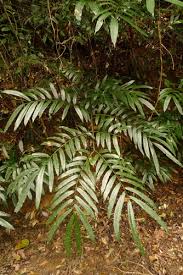 Image result for Ptisana salicifolia