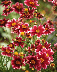 Seven Perennial Flowers That Add Color To Your Summer Garden Coreopsis Flower Summer Flowers Garden Perennials