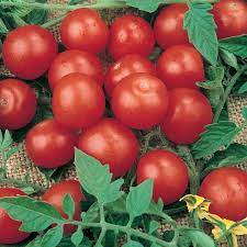 Quick growing, small tomato plants almost completely cover themselves in scarlet fruits. Tomato Tiny Tim