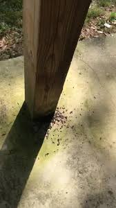 ✆ 985 685 6521 985 685 6521 report. Diamond Pest Control Llc 243 Timber Ridge Dr Slidell La 2021