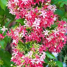 Vlog tanam pokok bunga akar dani hawaii. Buy Akar Dani Bunga Double Combretum Indicum Seetracker Malaysia