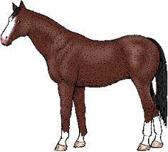 Having full mastery (as of an art) a thorough musician. Thoroughbred Definition Of Thoroughbred By Merriam Webster