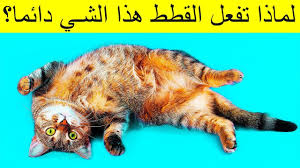 لماذا تنام القطط بهذا الشكل عندما ترى صاحبها youtube