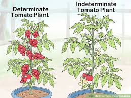 The determinate/indeterminate distinction the basic differences are this: What Is Difference Between Determinate And Indeterminate Tomatoes