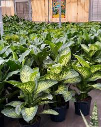 The Plant Stand of Arizona