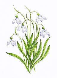 Snowdrop Copy Jpg Image Flower Painting Botanical Painting Flower Drawing