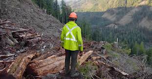 With thom beers, mike pihl, jay browning, jesse browning. Netflix S Big Timber Sheds Light On The Logging Industry But Is That A Good Thing