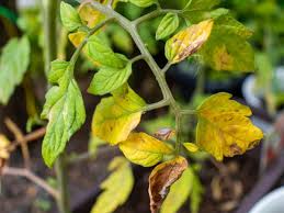 Because the microbiota is crucial to the plant's first, they discovered the tomato microbiota is a gated community. 14 Tomato Growing Mistakes New Gardeners Make Gardening