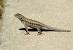How To Get Rid Of Lizards At Home