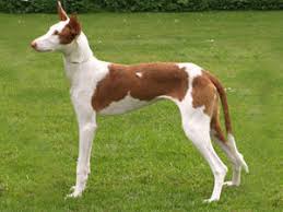 This is the price you can expect to budget for an ibizan hound with papers but without breeding rights nor show quality. Ibizan Hounds Champdogs