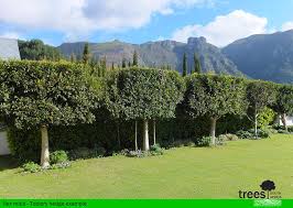 Consider these other plants and old favorites the next time you need to design a private space. Trees Sa Hedge Screening Trees For Privacy And Security