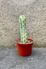 Image result for Myrtillocactus geometrizans