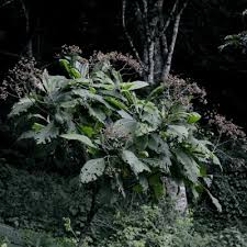 Image result for Vernonia hochstetteri