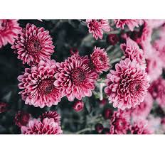 Personalizzabili sul momento con nome e data di nascita con pennarello apposito. Murale Di Bellissimi Fiori Rosa Tenstickers