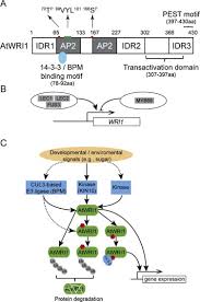 Image result for Clappertonia polyandra