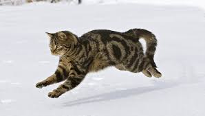 It runs much faster than every other land animal alive today. How Fast Cats Can Run Engineering For Speed Pawsome Kitty
