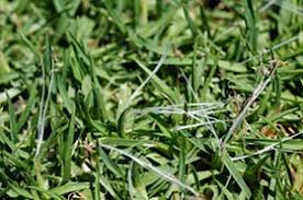 Image result for Cenchrus clandestinus