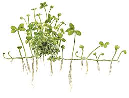 Image result for Marsilea villifolia