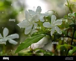 Image result for Tabernaemontana ventricosa