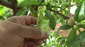 Peach leaf curl is a disease caused by the fungus taphrina deformans. Peach Leaf Curl How To Improve Fruit Quality Youtube