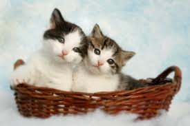 Our kitten guide has everything you need to know to care for your kitten. How To Care For A 4 Week Old Kitten Live Long And Pawspurr