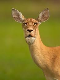 Animals, baby animals, cute animals, funny animals. Pin On A Good One