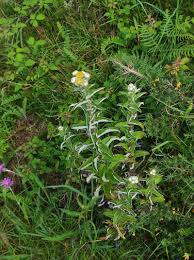 Image result for Helichrysum foetidum