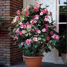 Maybe you would like to learn more about one of these? Mandevilla Alice Du Pont Shrubs For Sale Brighterblooms Com Shrubs Mandevilla Vine Planting Flowers