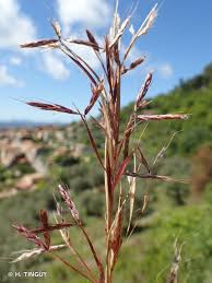 Image result for Hyparrhenia