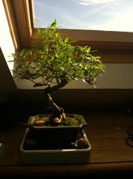 Kyoto serissa bonsai tree(serissa foetida. Serissa Foetida Tree Of A Thousand Stars Bonsai Fitness