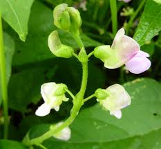 See our definitive companion planting guide and chart with the 20 top garden vegetables…. Flowers In The Vegetable Garden Maryland Grows