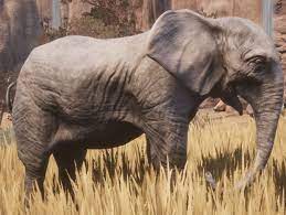 Elephant Calf Official Conan Exiles Wiki