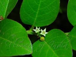 Image result for Scutia