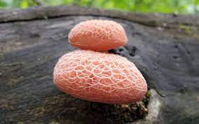 Several different mushrooms have caps that look strikingly like human nipples. The Wrinkled Peach Mushroom Rhodotus Palmatus Freshcap Mushrooms