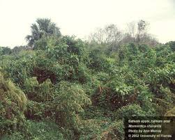 Image result for Momordica pterocarpa