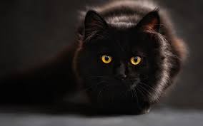Cute cat mug for coffee or tea: Black Cat Names 250 Of The Best Names For Your New Kitten