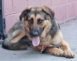 German shepherds are born with floppy ears. Male Floppy Ears Of The Day Sargeant Westside German Shepherd Rescue Of Los Angeles Facebook