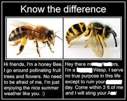 Bee Vs Wasp Memes Perpetuate Ignorance Funny Relatable Memes Stupid Funny Memes Funny Memes